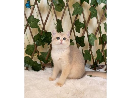 Şecereli British Shorthair Golden AY12 Dişi