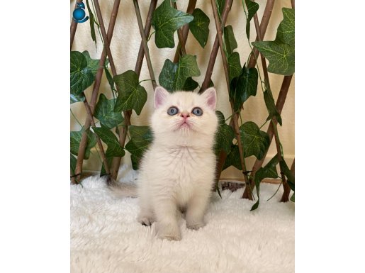 Dişi British Shorthair Golden Point