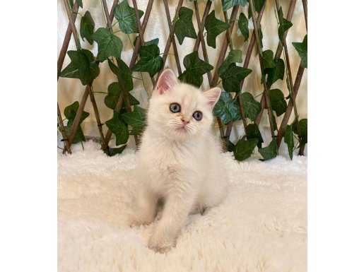 Dişi British Shorthair NY1133