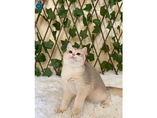 AY12 Bonita Dişi British Shorthair