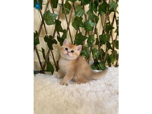 NY11 Eric British Shorthair Golden