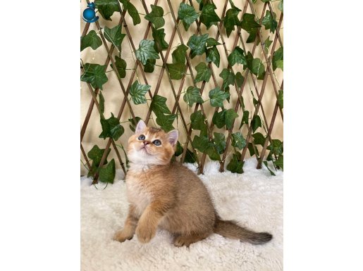 NY25 Erkek British Shorthair Golden