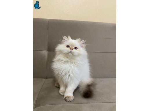 BY1133 British Longhair Erkek Şecereli