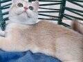 British Shorthair Golden AY12 Dişi (4 Aylık)