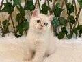 Dişi British Shorthair NY1133