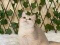 AY12 Bonita Dişi British Shorthair