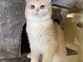 British Shorthair AY12 Female / Dişi