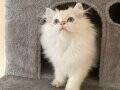 British Longhair NY1133 Male / Erkek