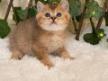 NY25 Elijah British Shorthair Golden