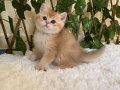 NY11 Eric British Shorthair Golden