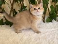 NY25 Elsa British Shorthair Golden