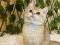 NY11 Erkek British Shorthair Golden