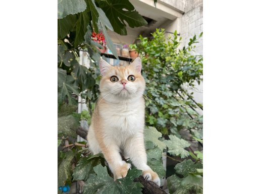 Anne Baba Şecereli Safkan Golden British Shorthair