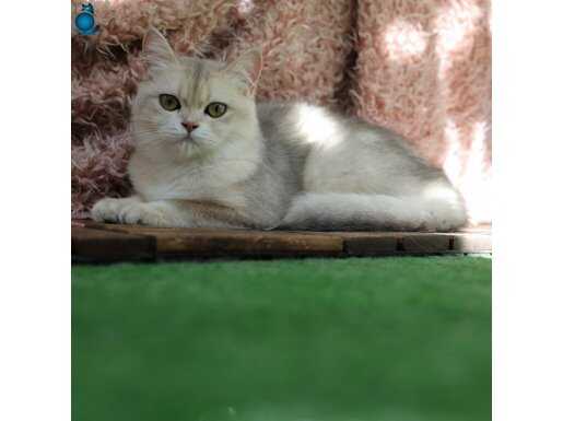 Anne Baba Şecereli AY12 renk kodlu Safkan British Shorthair