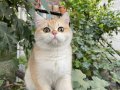 Anne Baba Şecereli Safkan Golden British Shorthair