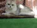 Anne Baba Şecereli AY12 renk kodlu Safkan British Shorthair