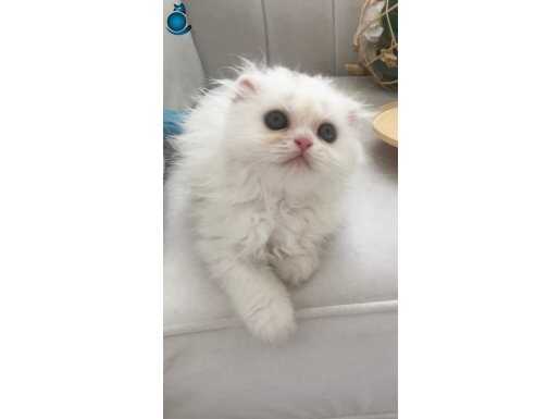 Scottish Fold prens prenseslerim 