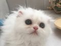 Scottish Fold prens prenseslerim 