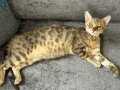 Full secereli silver blue bengal