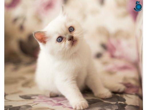 HARİKA BRITSH SHORTHAIR BLUE POINT KEDİMİZ