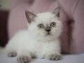 SEVİMLİ SAFKAN BRİTİSH SHORTHAİR BLUEPOİNT KEDİLER