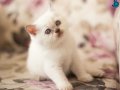 HARİKA BRITSH SHORTHAIR BLUE POINT KEDİMİZ