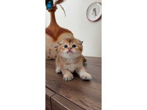 Golden Scottish fold yavrular 