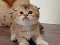 Golden Scottish fold yavrular 