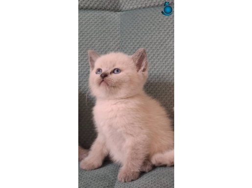 45 günlük 2 adet British Shorthair/Bluepoint Yavru