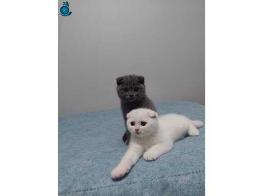 Safkan scottish fold DİŞİ yavrular 2 aylık