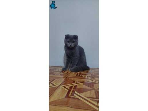 Safkan scottish fold erkek yavru 4 aylik