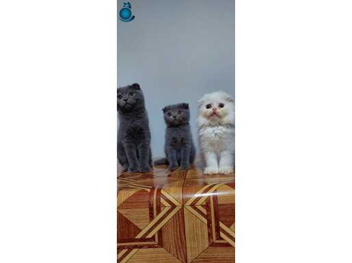 Safkan scottish fold yavrular