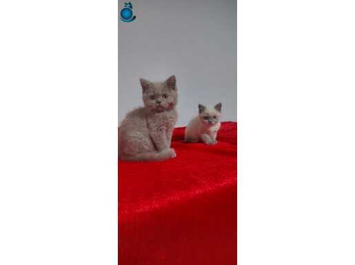 Safkan british shorthair 2 aylık gri erkek beyaz dişi