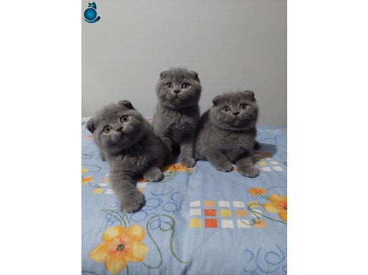 Safkan DİŞİ scottish fold gri yavrular 2 aylık