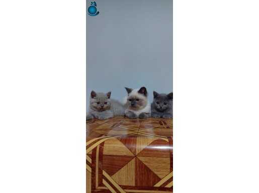 Safkan british shorthair ERKEK yavrular