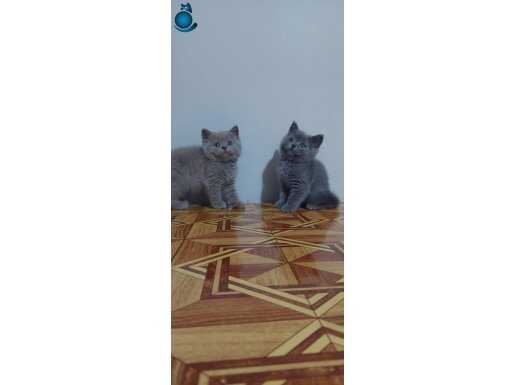 Safkan british shorthair yavrular 2 aylık