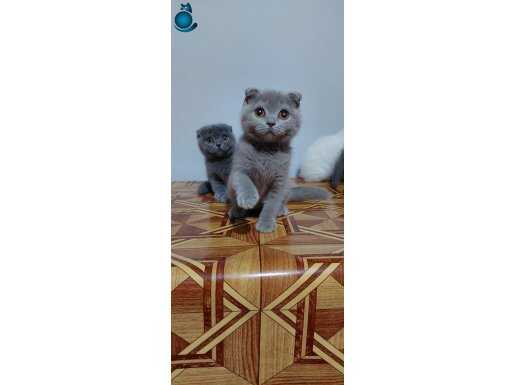 Safkan DİŞİ scottish fold yavruları