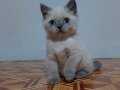 Safkan DİŞİ british shorthair 2 aylık