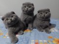 Safkan DİŞİ  scottish fold gri yavrular 2 aylık