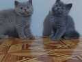 Safkan british shorthair yavrular 2 aylık