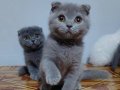 Safkan DİŞİ scottish fold yavruları